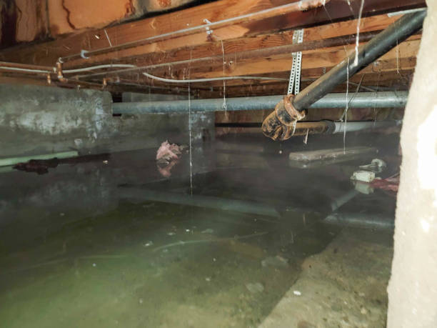Best Flooded house restoration  in Los Alamitos, CA